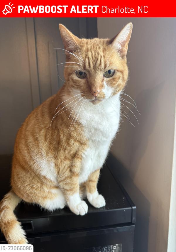 Lost Male Cat last seen Sunset Chase Lane and Misty Morning, Charlotte, NC 28212