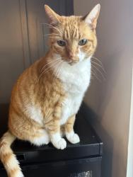 Lost Male Cat last seen Sunset Chase Lane and Misty Morning, Charlotte, NC 28212