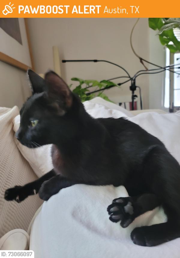 Found/Stray Female Cat last seen Willow st  and San marcos, Austin, TX 78702