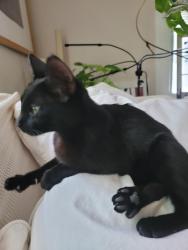 Found/Stray Female Cat last seen Willow st  and San marcos, Austin, TX 78702