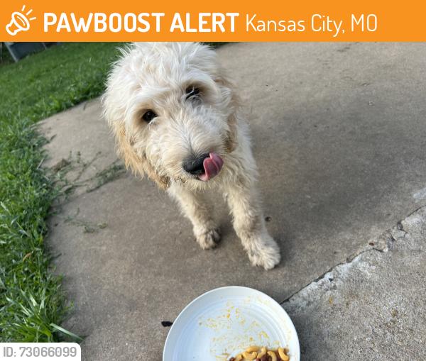Found/Stray Male Dog last seen Bennington, Kansas City, MO 64134