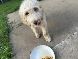Found/Stray Male Dog last seen Bennington, Kansas City, MO 64134
