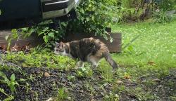 Found/Stray Female Cat last seen South Arlington- near Wakefield HS, Arlington, VA 22204