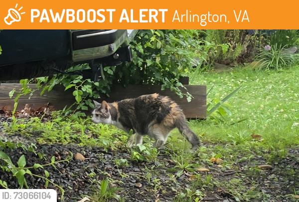 Found/Stray Female Cat last seen South Arlington- near Wakefield HS, Arlington, VA 22204