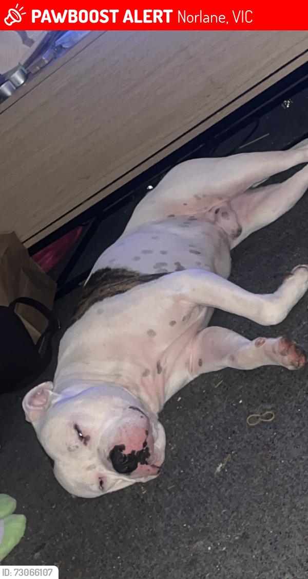 Lost Male Dog last seen Gerbera ave Norlane, Norlane, VIC 3214