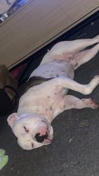 Lost Male Dog last seen Gerbera ave Norlane, Norlane, VIC 3214