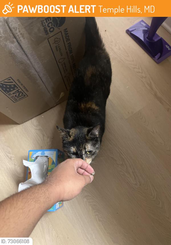 Found/Stray Unknown Cat last seen Henson Creek apmts, Temple Hills, MD 20748