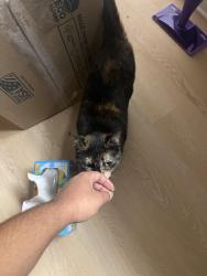 Found/Stray Unknown Cat last seen Henson Creek apmts, Temple Hills, MD 20748