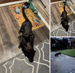 Found/Stray Male Dog last seen Locust Street Norristown PA, Norristown, PA 19401