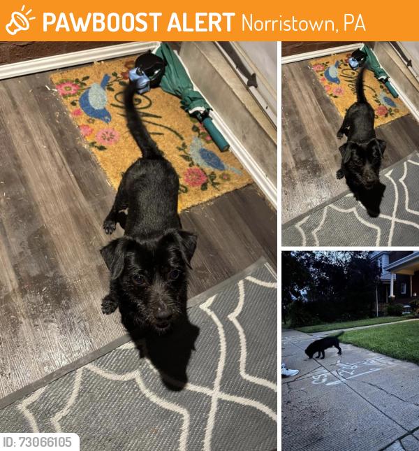 Found/Stray Male Dog last seen Locust Street Norristown PA, Norristown, PA 19401
