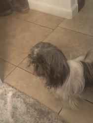 Lost Male Dog last seen Hacket, Ceres, CA 95307