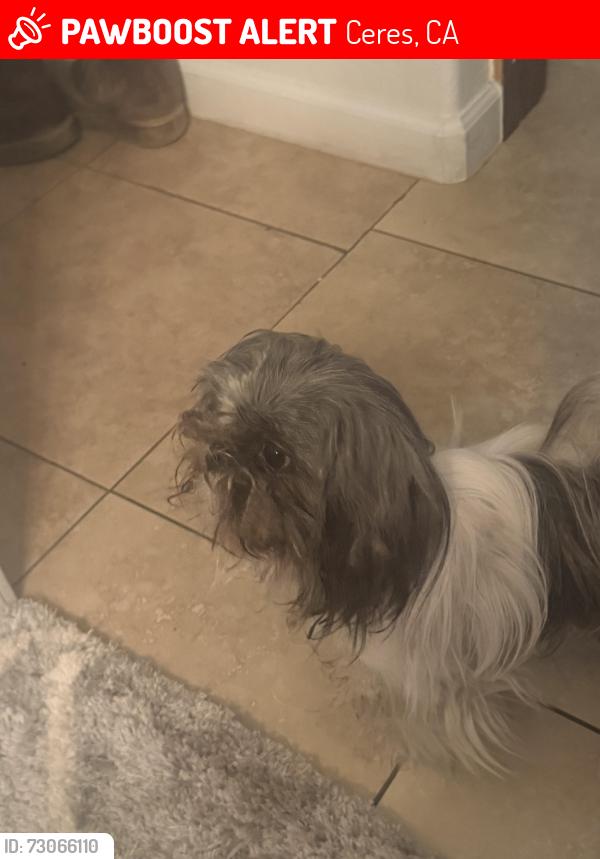 Lost Male Dog last seen Hacket, Ceres, CA 95307