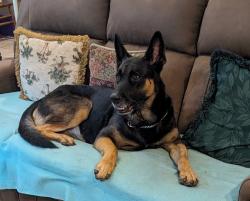 Lost Male Dog last seen SW 304 St + SW 205 Ave, Homestead, FL 33030