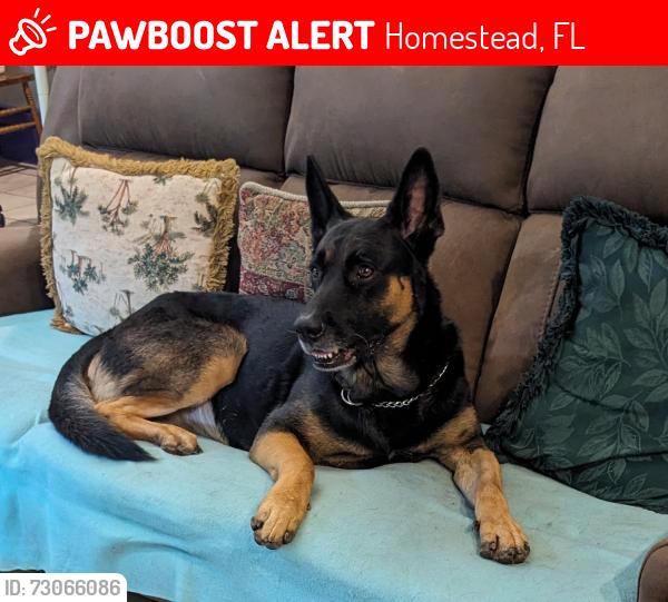 Lost Male Dog last seen SW 304 St + SW 205 Ave, Homestead, FL 33030