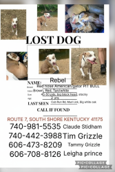 Lost Male Dog last seen Big White oak road south shore ky, South Shore, KY 41175