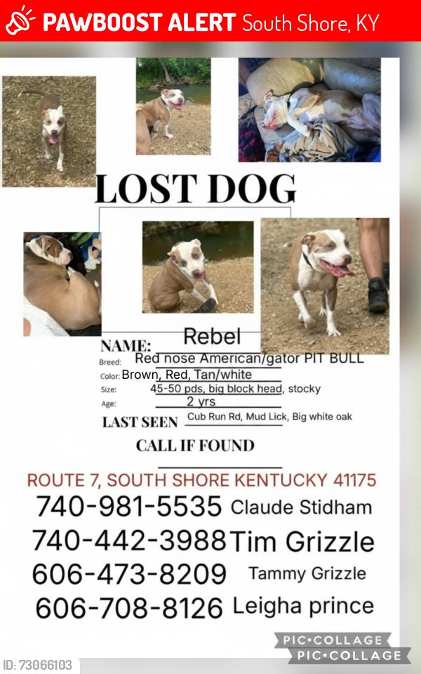 Lost Male Dog last seen Big White oak road south shore ky, South Shore, KY 41175