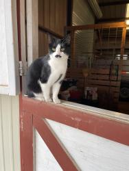 Lost Female Cat last seen Buster Chatham Road, Waco, TX 76705