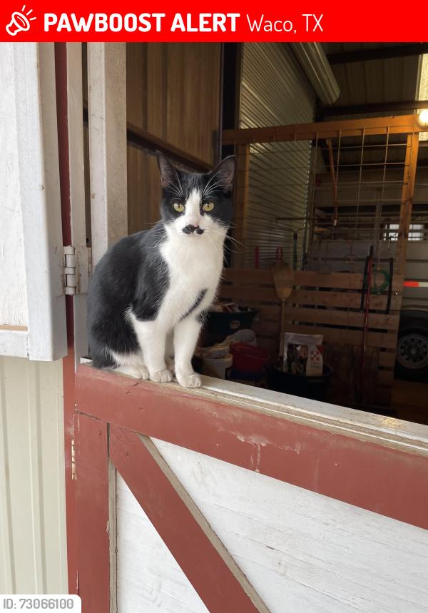 Lost Female Cat last seen Buster Chatham Road, Waco, TX 76705