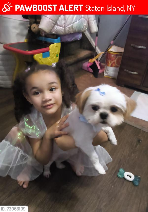 Lost Female Dog last seen Catherine ct , Staten Island, NY 10302