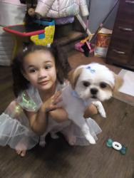 Lost Female Dog last seen Catherine ct , Staten Island, NY 10302