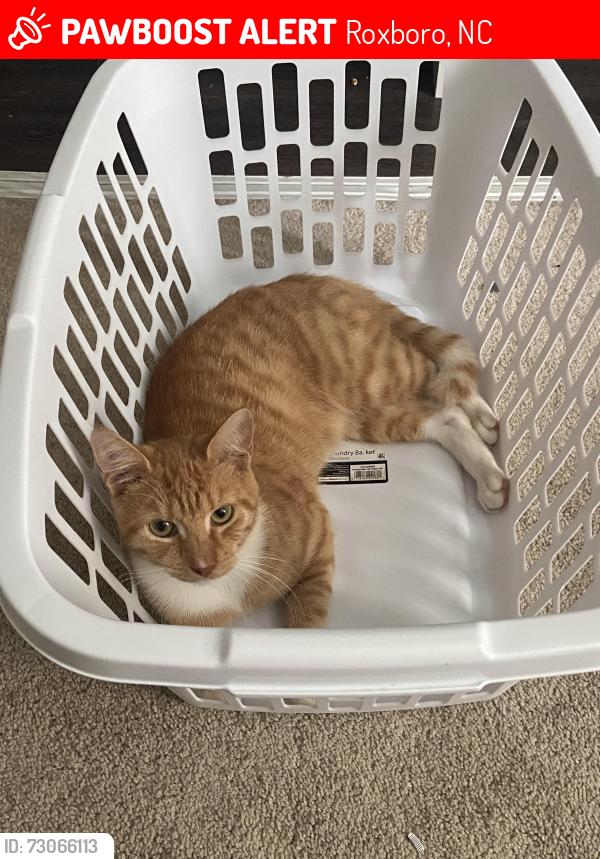 Lost Male Cat last seen Near Austyn ave, Roxboro, NC 27573
