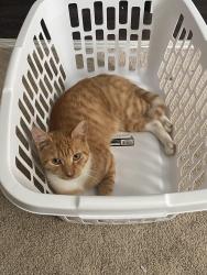 Lost Male Cat last seen Near Austyn ave, Roxboro, NC 27573