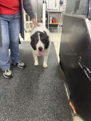 Found/Stray Unknown Dog last seen 41st st, Sand Springs, OK 74063