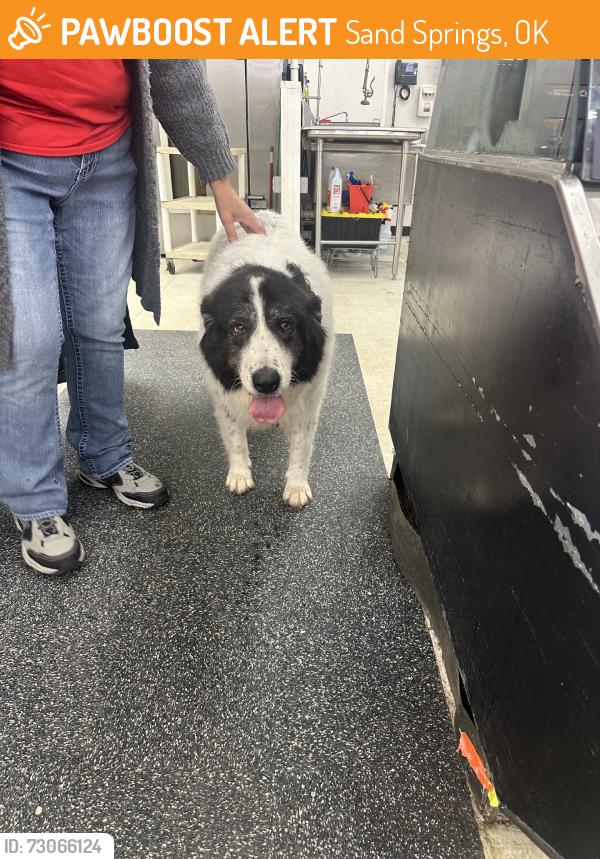Found/Stray Unknown Dog last seen 41st st, Sand Springs, OK 74063