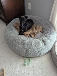 Reunited Male Dog last seen Harvard gulch park, Denver, CO 80223