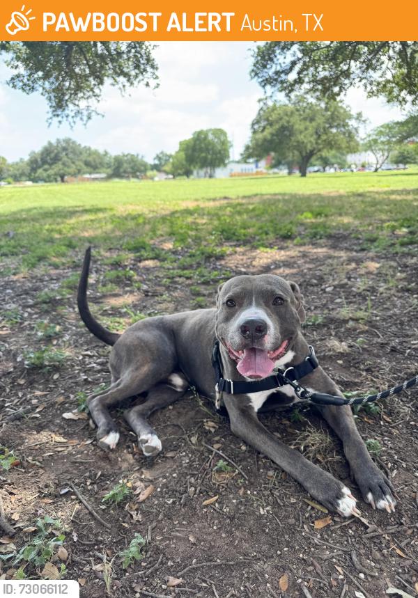 Found/Stray Male Dog last seen Houndstooth MLK & Alexander, Austin, TX 78702