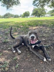 Found/Stray Male Dog last seen Houndstooth MLK & Alexander, Austin, TX 78702