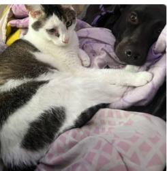 Reunited Male Cat last seen Green spring way / village crossing / blue brook way, Greenwood, IN 46143