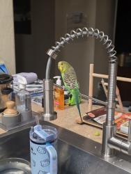 Lost Male Bird last seen Corral canyon rd, Bonita, CA 91902