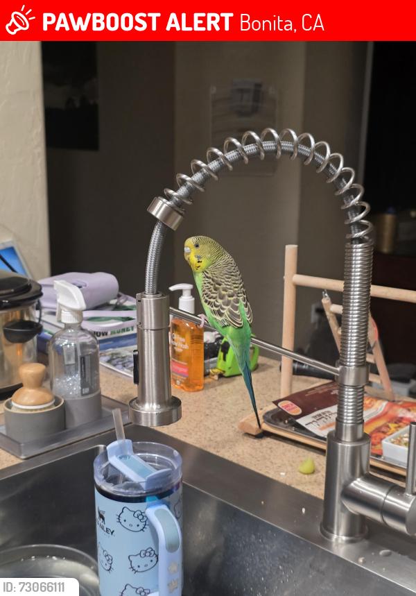 Lost Male Bird last seen Corral canyon rd, Bonita, CA 91902