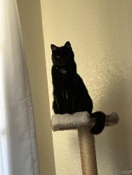 Lost Female Cat last seen Thornbriar and Rosebriar, Orlando, FL 32822