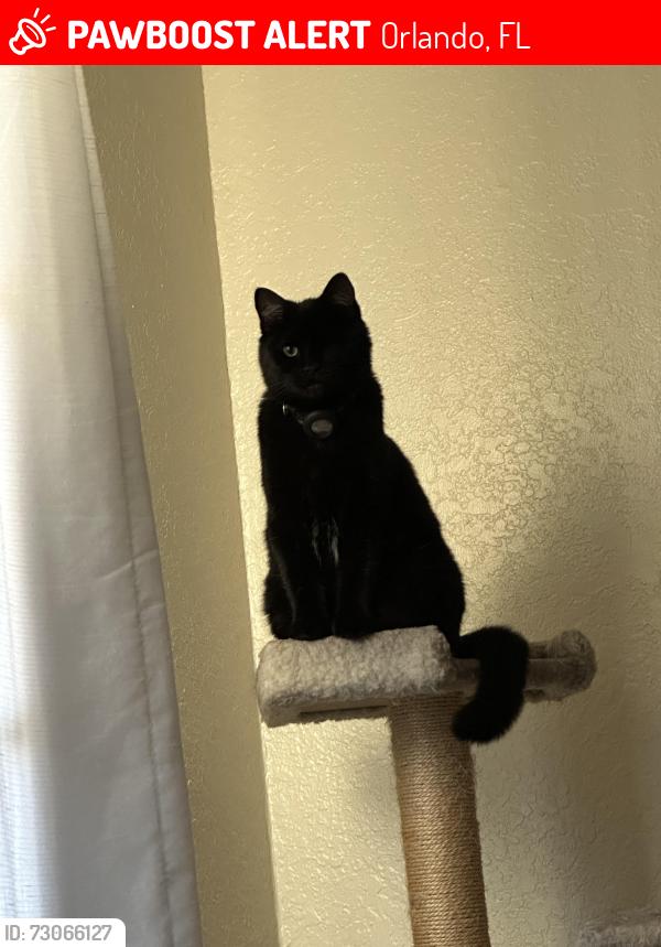 Lost Female Cat last seen Thornbriar and Rosebriar, Orlando, FL 32822