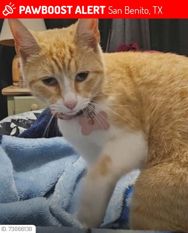 Lost Female Cat last seen Old Berta Cabaza Jr. High School, 57-0030-0180-9000-00, San Benito, TX 78586, San Benito, TX 78586