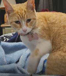 Lost Female Cat last seen Old Berta Cabaza Jr. High School, 57-0030-0180-9000-00, San Benito, TX 78586, San Benito, TX 78586