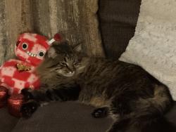 Reunited Male Cat last seen 37th street, Evans, CO 80620