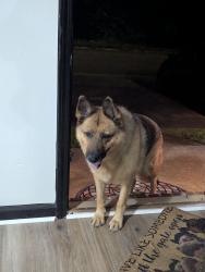Reunited Female Dog last seen Robert hardeman dr., Winterville, GA 30683