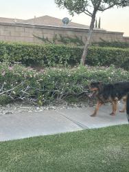 Reunited Unknown Dog last seen W mesa ave and n truly, Rialto, CA 92376