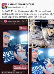 Lost Male Dog last seen Near SE 1 st place, Cape Coral, FL 33904