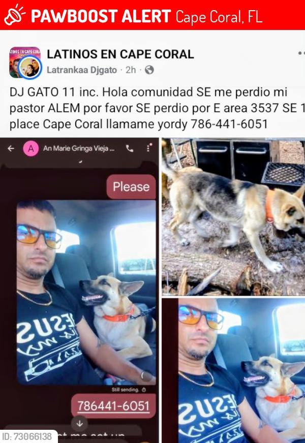 Lost Male Dog last seen Near SE 1 st place, Cape Coral, FL 33904
