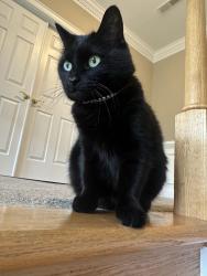 Lost Female Cat last seen Watson rd and newton pl, Leesburg, VA 20175