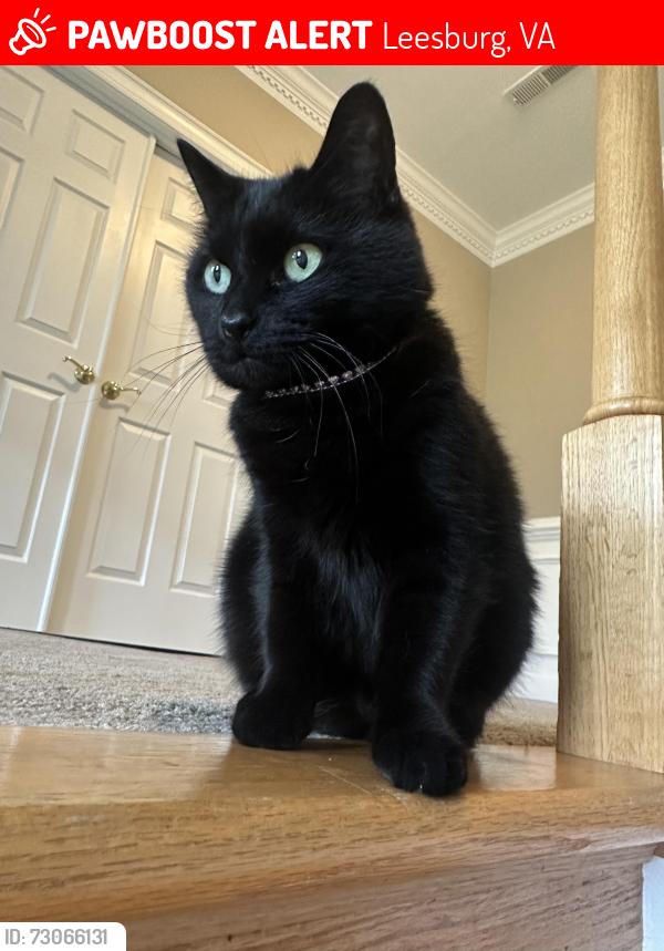 Lost Female Cat last seen Watson rd and newton pl, Leesburg, VA 20175