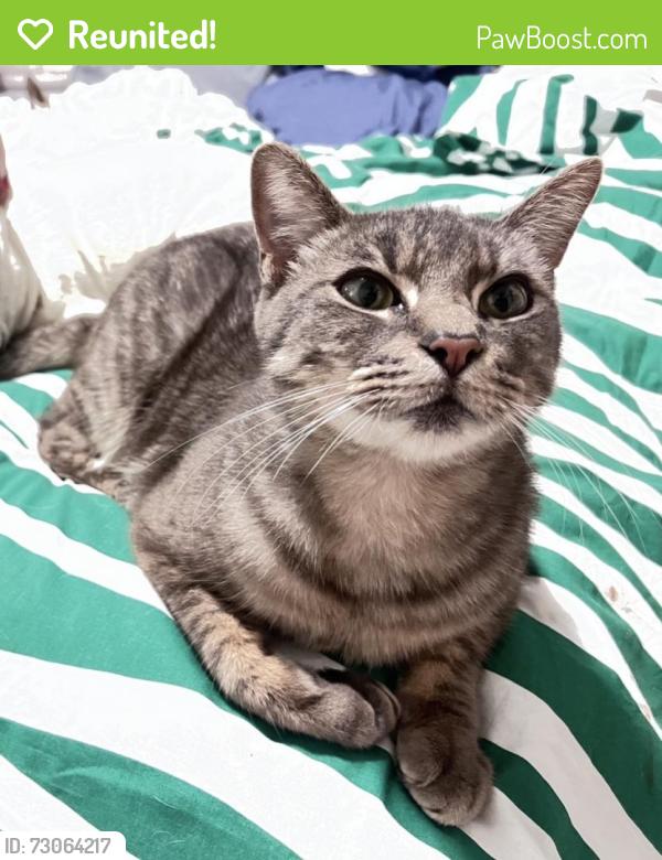 Reunited Male Cat last seen Pacific/Cenreal Ave , Alameda, CA 94501