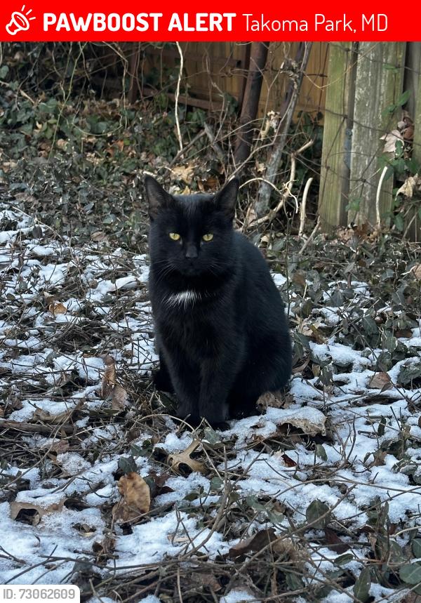 Lost Male Cat last seen Fairview ave Takoma Park , Takoma Park, MD 20912
