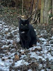 Lost Male Cat last seen Fairview ave Takoma Park , Takoma Park, MD 20912