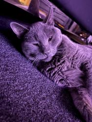 Reunited Female Cat last seen Near Hwy 2 64-B, Commerce City, CO 80022