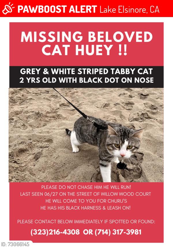 Lost Male Cat last seen Poppy and daisy field, Lake Elsinore, CA 92532